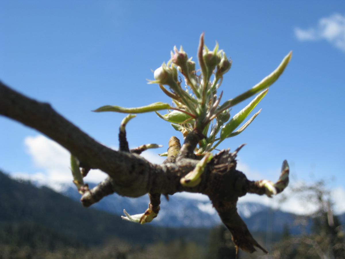 Pears fingered out 2014